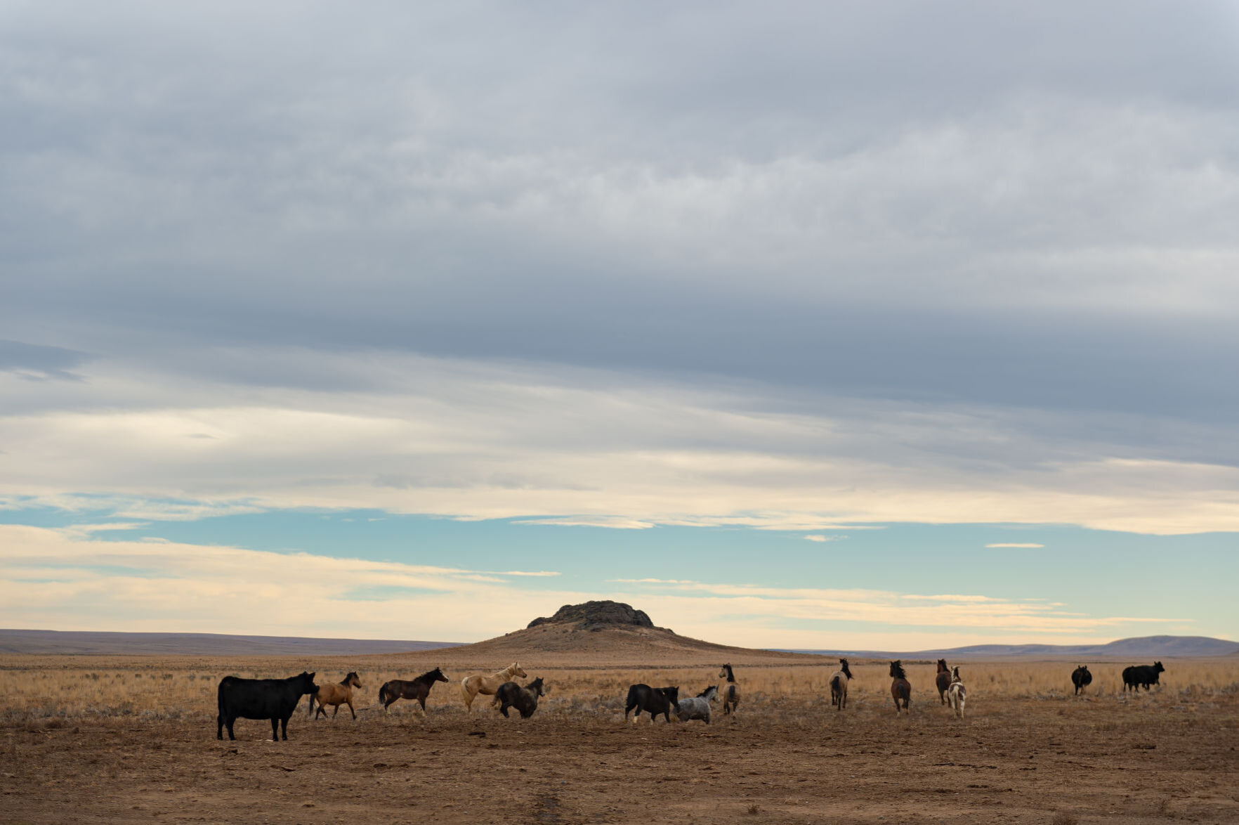 BLM releases 11 horses back into the wild